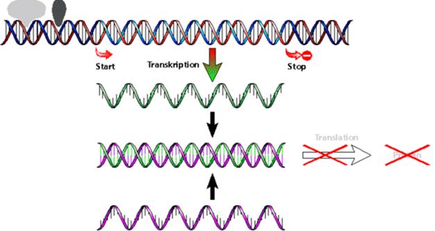 Ablação RNA mensageiro