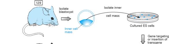 RNAi 1.