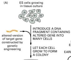 Clivagem do dsrna em sirna (silencing RNA) 3.