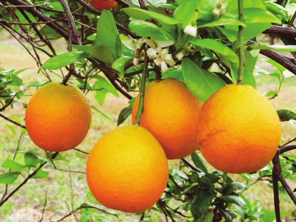 Comunicado162 Técnico ISSN 1678-1937 Dezembro, 2015 Foto: Carlos Roberto Martins Cultivares de Laranjeiras, Limeiras Ácidas e Tangerineiras para a Diversificação do Cultivo em Áreas de Tabuleiros