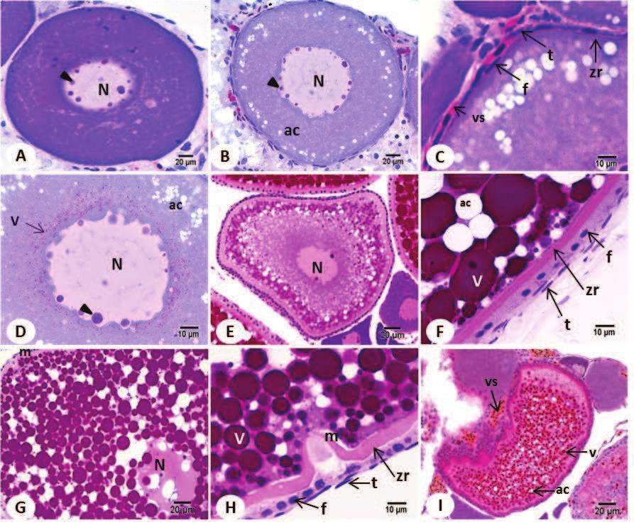 Figura 2: Fases da oogênese:- Crescimento Primário: A Oócito pré-vitelogênico; B Oócito alvéolo cortical; C Complexo folicular; Crescimento Secundário: D Início da deposição de grânulos de vitelo; E