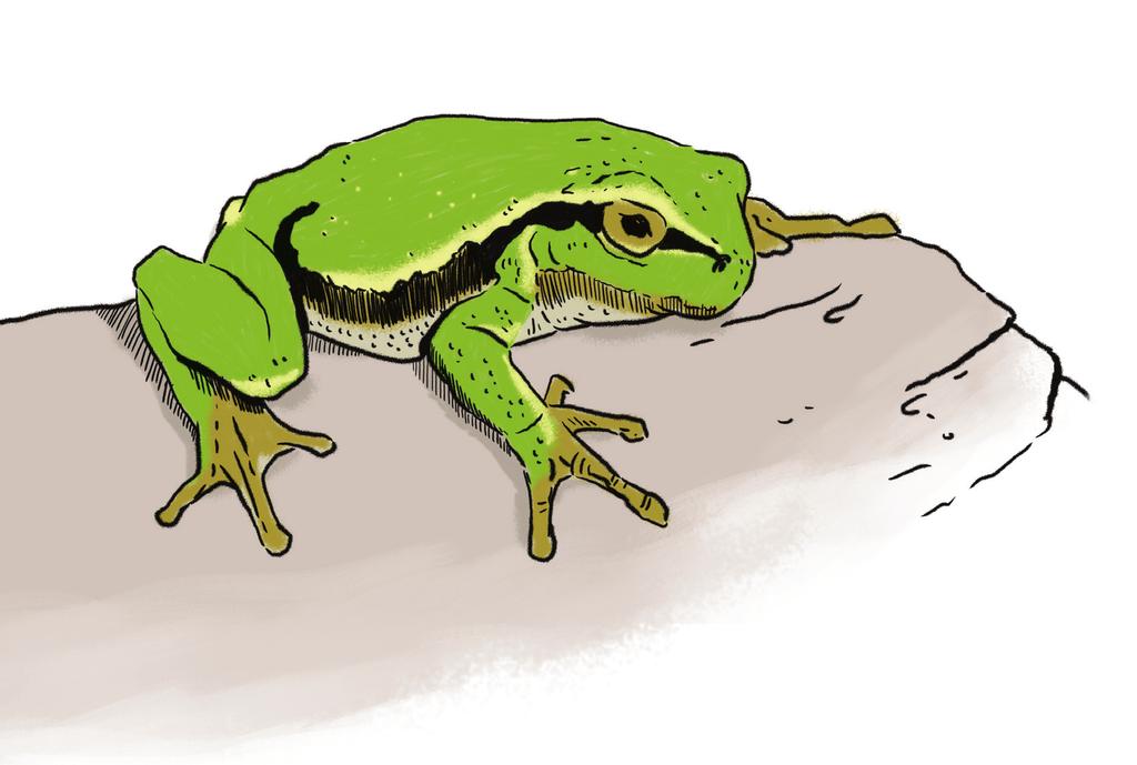 Jogo das sombras A rela-comum (Hyla arborea) é um anfíbio de pequenas dimensões (pode atingir 4,5 cm de comprimento).