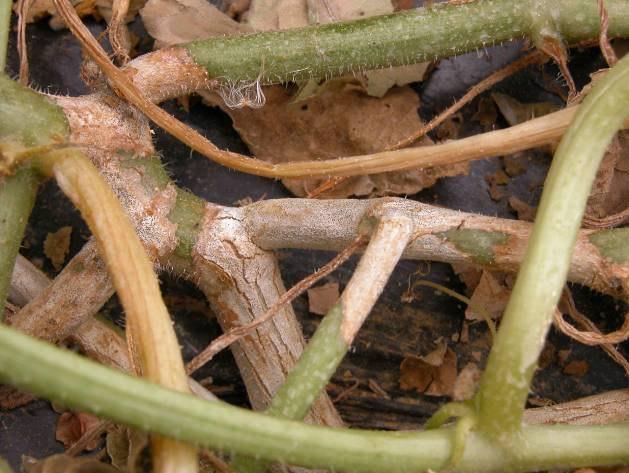 Em 11 de Julho detectou-se a murchidão de algumas plantas na modalidade Puxa/+Biofumigação (ver Fig. 4, P2, fila J) e que apresentavam lesões no caule (Fig.