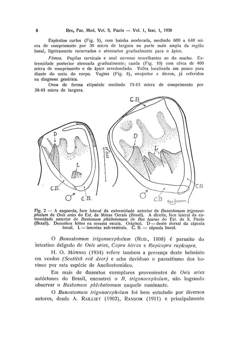 6 Rev. Fac. Med. Vet. S. Paulo - Vol. 1, fasc. 1, 1938 Espículos curtos (Fig.