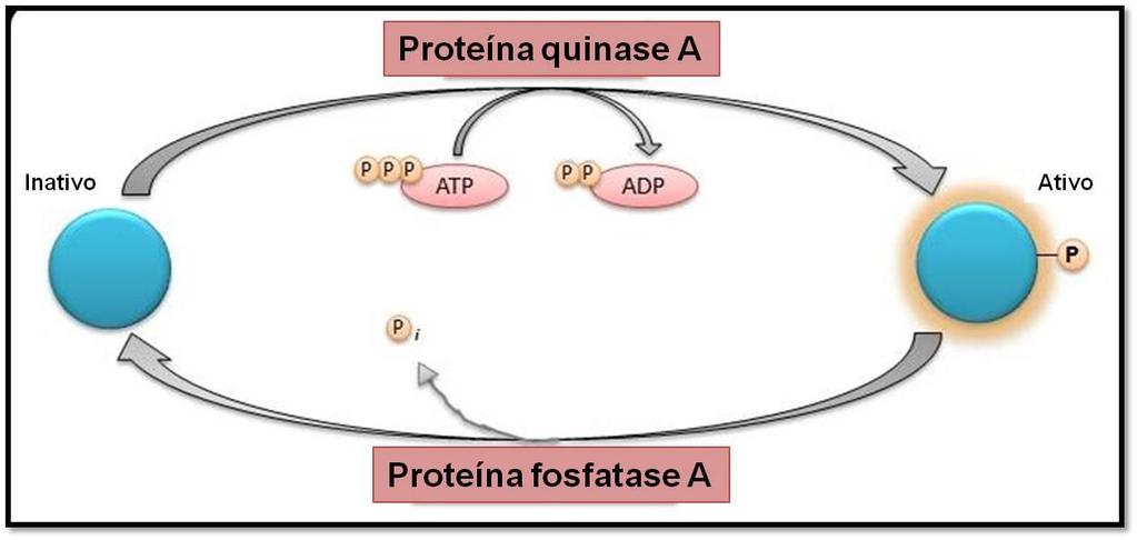 8 FIGURA 4- Esquema do funcionamento das proteínas quinases e fosfatases.