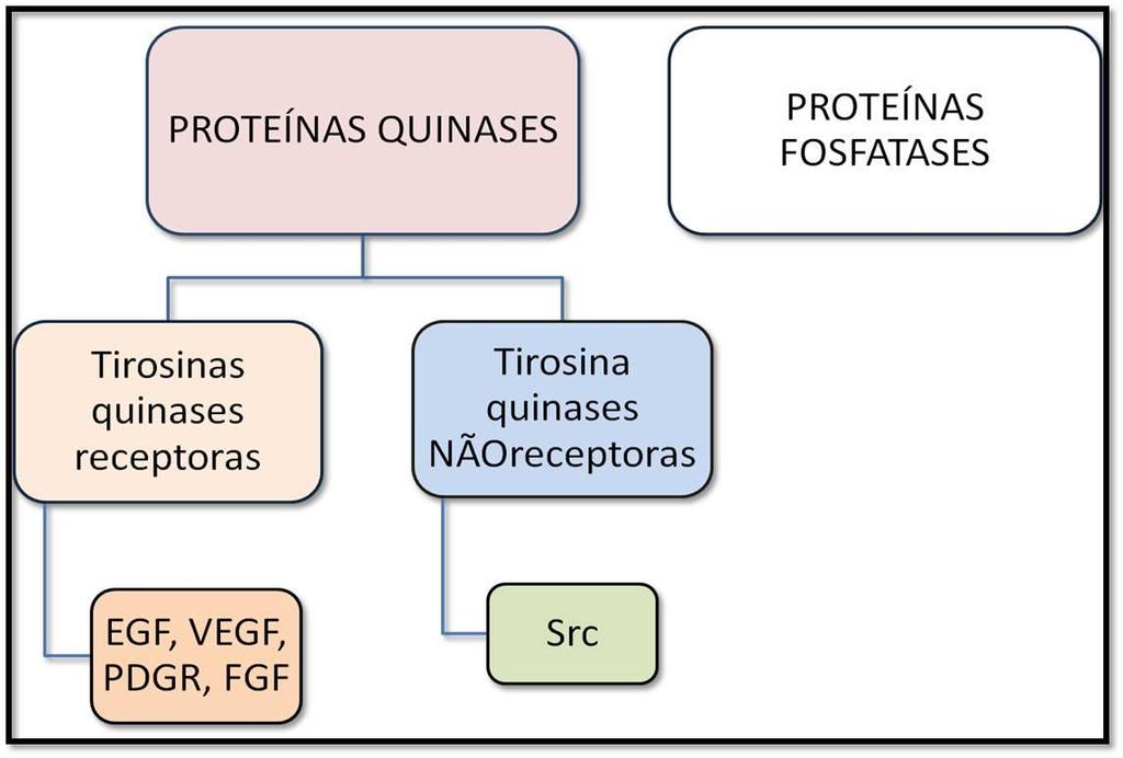 9 FIGURA 5- Esquema das proteínas quinases e proteínas fosfatases.