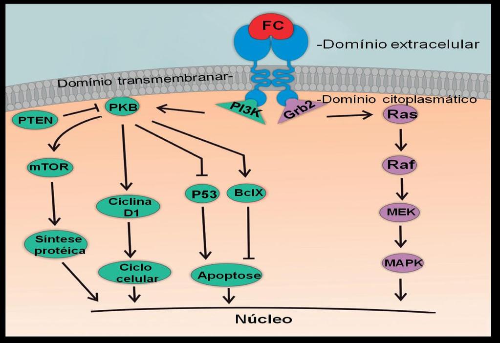 transmembranar e um domínio tirosina quinase citoplasmático. Fonte: Adaptado de Silva et al. 26.