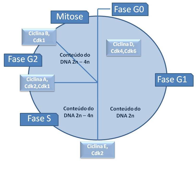 11 A Figura 2 apresenta de forma esquematizada as fases do ciclo celular G0, G1, S, G2 e suas respectivas ciclinas e Cdks envolvidas.