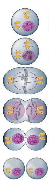12 maior nível de condensação. Na anáfase, as cromátides irmãs se separam e são conduzidas para os pólos opostos da célula.