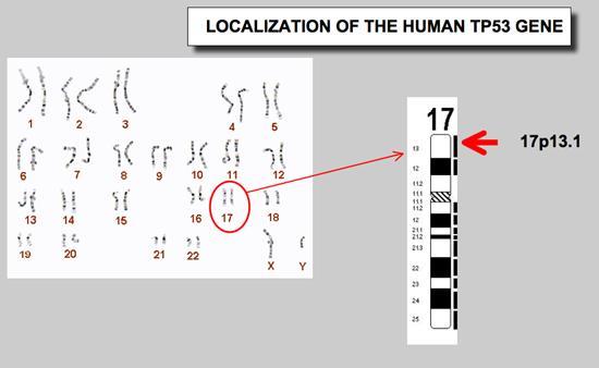 14 O gene TP53 foi descoberto em 1979, identificado inicialmente como oncogene em 1985 por Jenkins, e posteriormente classificado como gene supressor de tumor em 1989, por Baker e colaboradores.