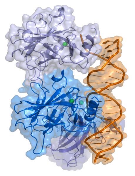 17 p53 DNA Figura 6 Proteína p53 ligada a uma molécula de DNA (http://pt.wikipedia.org/wiki/imagem:p53.png#file) 2.4.