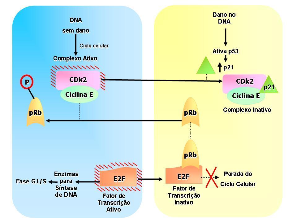 20 Outro regulador importante para transição de G1 para S é a família das proteínas INK4, especialmente a p16.