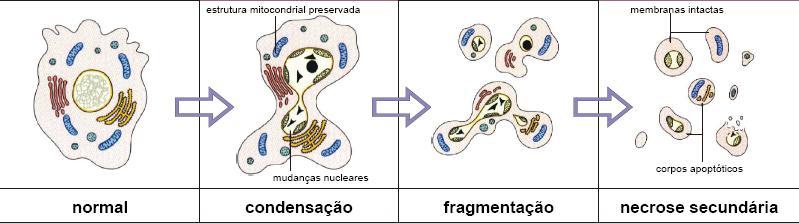 24 membrana plasmática integra, mas há presença de mudanças nucleares e uma fragmentação da célula com possibilidade de ocorrer necroses secundárias.