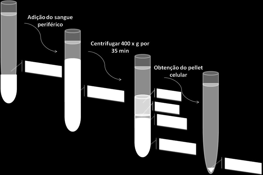 31 Figura 9 Procedimento para obtenção da PBMCs 3.5.