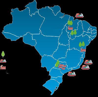 Florestal Vantagens Competitivas Baixo custo de madeira Elevada produtividade florestal Baixo raio médio Biotecnologia Ciclo