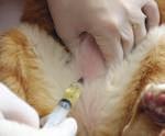 Desde 2011, o termo Síndrome de Pandora tem sido utilizado para definir gatos com sinais de doença do trato urinário inferior, mas com uma visão mais ampliada das possíveis causas desta disfunção