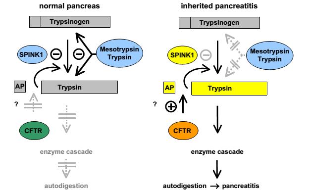 Pancreatite Hereditária Mecanismo etiológico Fonte: Witt H.