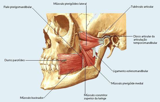 C B A D E F PALPAR TAMBÉM OS MUSCULOS DA