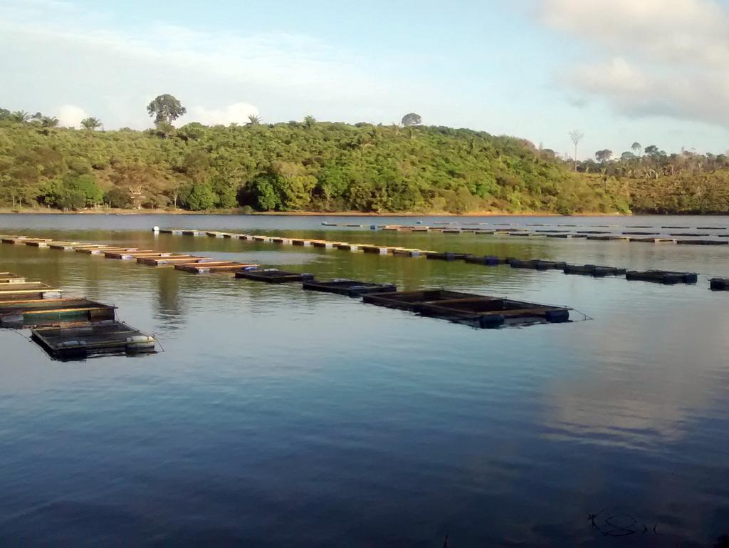 ISSN 1517-4077 COMUNICADO TÉCNICO 152 Macapá, AP Outubro, 2018 Boas Práticas para a Produção de Tambaqui em Tanques-Rede: da Implantação à Despesca Marcos Tavares-Dias