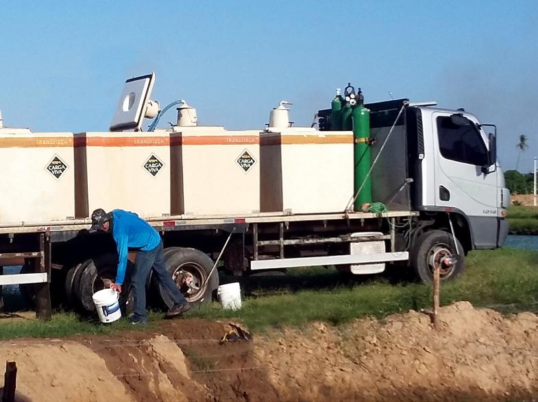 É importante garantir que a despesca seja realizada no período da manhã, quando as temperaturas são mais baixas, evitando-se maior estresse dos tambaquis.