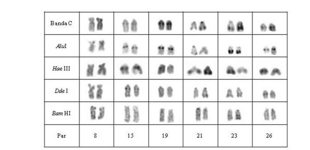 13 Figura 03. Pares cromossômicos da população C de Hypostomus aff.