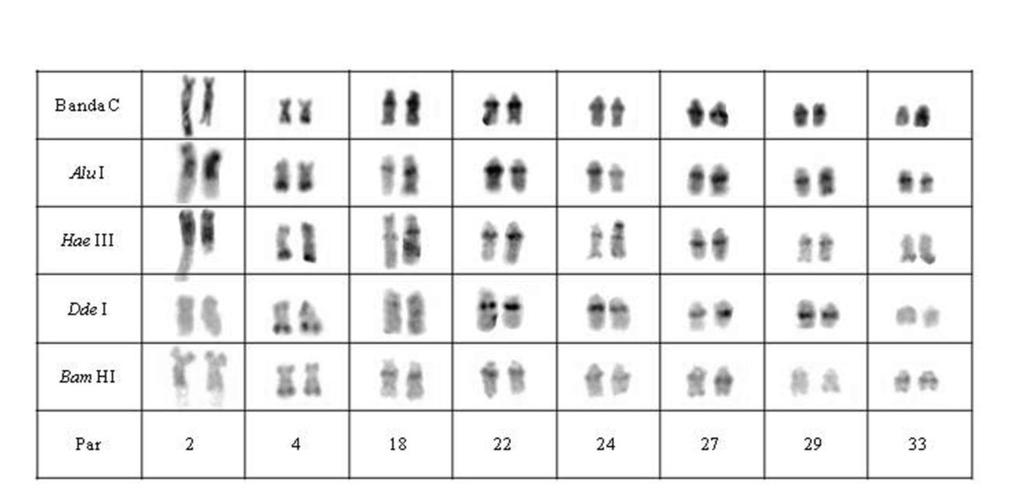 restrição: Alu I, Hae III, Dde I e Bam HI. Figura 04. Pares cromossômicos da população D de Hypostomus aff.