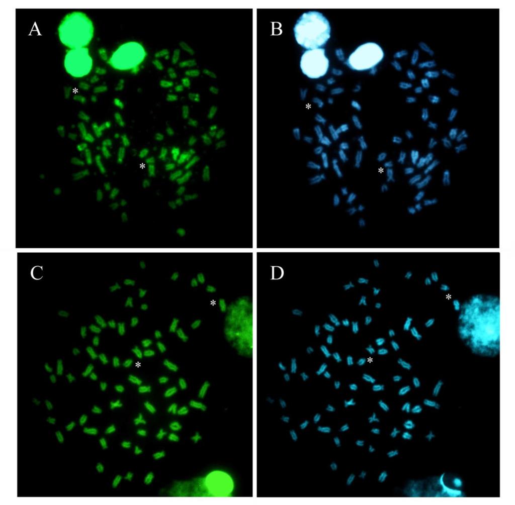 Figura 03. Cromossomos de Hypostomus cf. wuchereri submetido a coloração com os fluorocromos cromomicina A 3 (CMA 3 ) e DAPI.