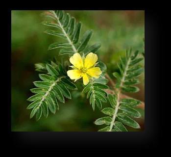 Descrição O Extrato de Tribulus terrestris é obtido das frutas dessa planta, que têm como princípio ativo principal a saponina.