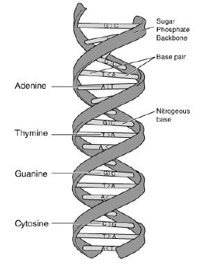 1368 - Consenso de DNA 94,62% O DNA (ácido desoxirribonucleico) é uma molécula que contém as instruções genéticas.
