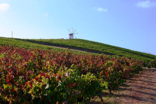 Benefícios para a Indústria do Vinho Aumento das vendas; Fidelização; Diversificação da oferta; Parcerias; Teste de