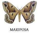 . A borboleta possui antenas retilíneas, com ponta em forma de gota ou foice, enquanto que a mariposa tem
