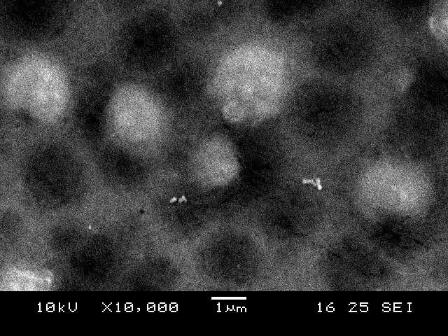 Com base nas informações obtidas por meio da caracterização eletroquímica e por microscopia eletrônica de