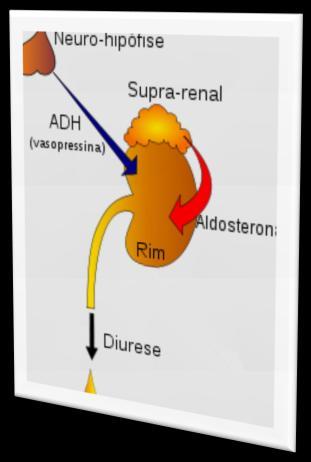 Concentrado Água no Plasma Reposição hídrica inadequada ADH Hipófise