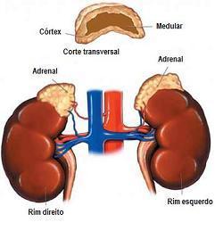 supra renal: Catecolaminas, adrenalina e