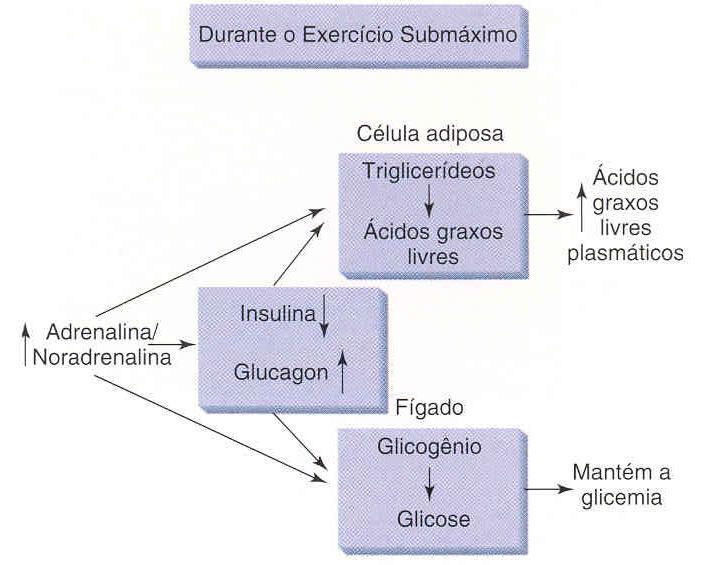 medula