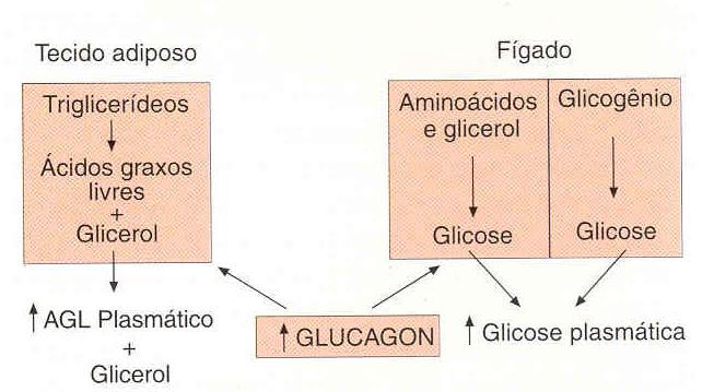 Sinalização e Liberação do Glucagon A