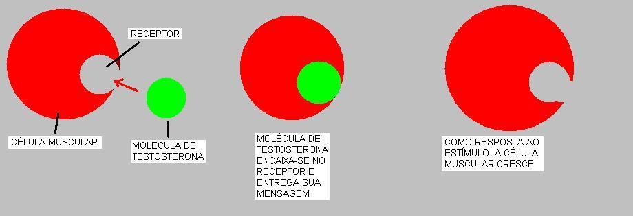 IGF-1, MGF, Miostatina Insulina, GH, Testosterona Neurotransmissores (Acetilcolina) Somatostatina (inibição: