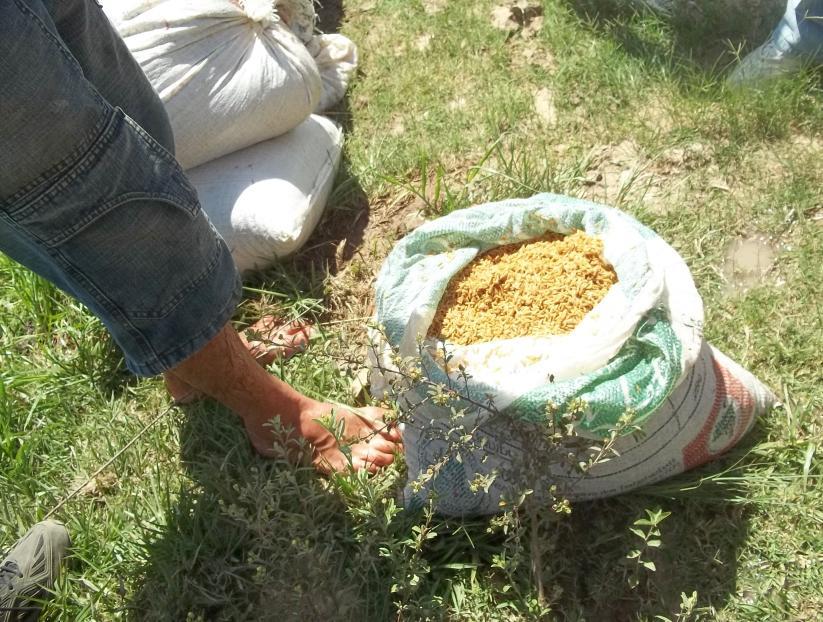 15 Figura 3 Imagem do saco de sementes do arroz pré-germinado sendo mostrado por um assentado do Integração Gaúcha Fonte: Acervo NEAG/UFRGS, 2012.