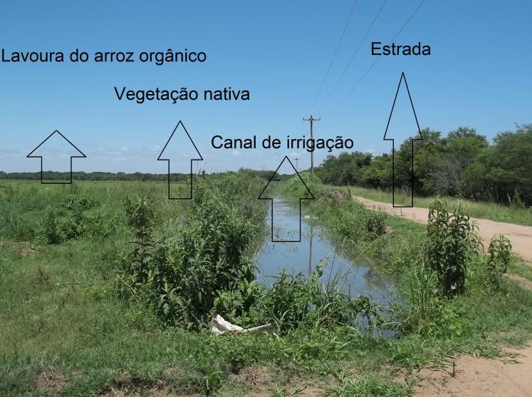 21 Figura 6 Imagem dos canais que trazem a água do rio Jacuí para as plantações de arroz do assentamento. Fonte: Acervo NEAG/UFRGS, 2011. Medeiros e Laurent (2008, p.