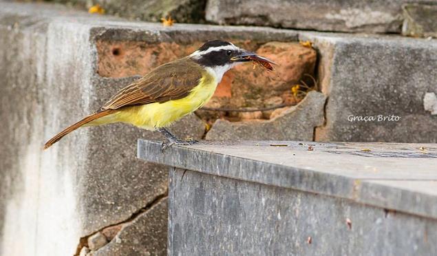 Fotografias de Almir Brito ONG ECOAVIS (2018) Quadro III tabela de classificação biológica das espécies da avifauna urbana avistadas no Bonfim Ordem Família Espécie Nome Apodiformes Trochilidae