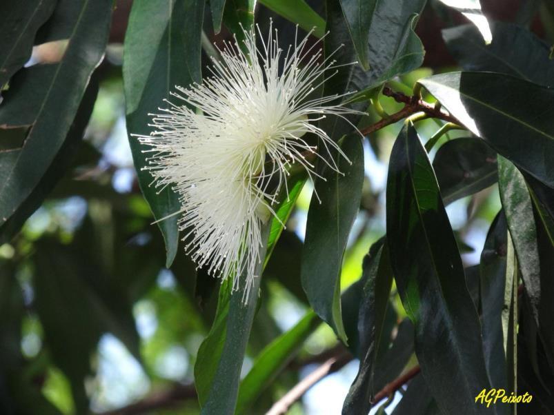 . Figura 03 Árvore suprimida em meio aos túmulos do Bonfim e a floração dos jambeiros Fotografia de Vagner Luciano de Andrade Rede Ação Ambiental (esquerda - 2018) Fotografia de Adriano Peixoto ONG