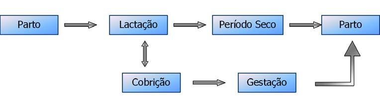 Diagnóstico de Gestação Raios X A radiografia não é um método muito utilizado, principalmente pela dificuldade em transportar os animais para centros onde estão localizados os aparelhos de raio-x