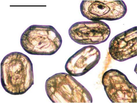 metasedimentary high-grade rocks from western