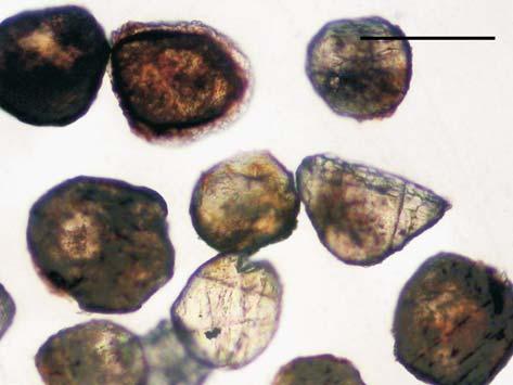 Garnet porphyroblast (Grt) rimed by red biotite