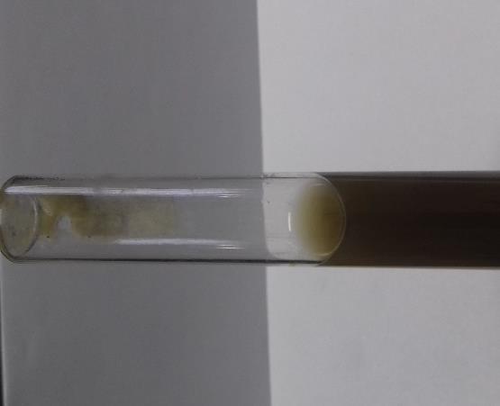 Os tubos de ensaio foram preenchidos com papel filtro de celulose Whatman nº1 de tamanho 8x1cm e, em seguida, adicionado 8 ml do meio de cultura, com ph ajustado a 7,3, sob CO2.