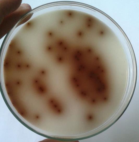 e Streptococcus spp.