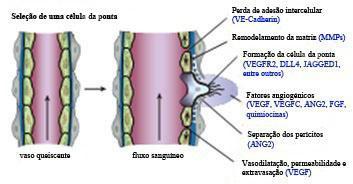 I. INTRODUÇÃO Figura 3.Mecanismo da angiogénese: seleção de uma célula de ponta (Adaptado de Carmeliet and Jain, 2011).