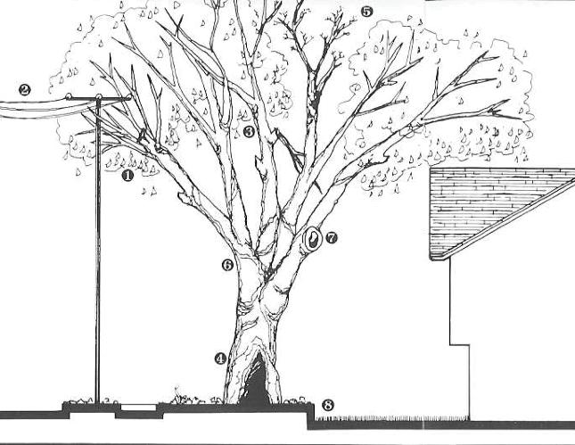 3.7 Árvores de Risco Luís Nunes Árvores de Risco Para além da sua beleza e formas graciosas, a árvore em meio urbano desempenha uma série de funções benéficas.