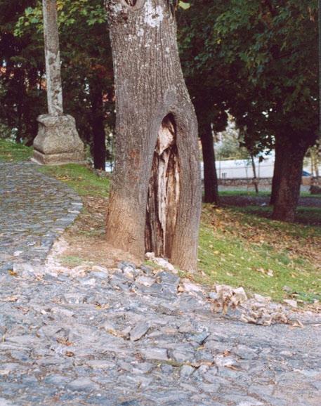 8. Podridões e necroses em feridas mal cicatrizadas ou cavidades antigas.