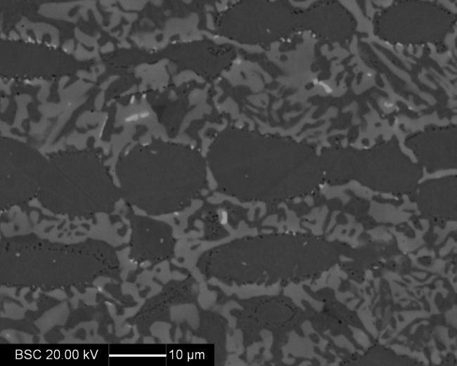 (e) (f) Figura 1. Imagens obtidas por microscopia óptica das amostras envelhecidas a 800 C 10 min, 40 min, (c) 6 h, (d) 36 h, (e) 72 h e (f) 240 h. Ataque Behara Modificado.